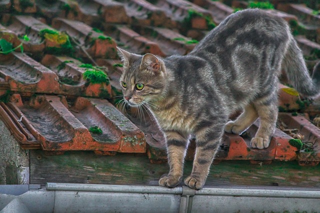 Gutter clearing