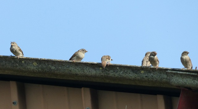 Uncluttering Gutters: Importance, Process & Maintenance Tips for Efficient Clearing