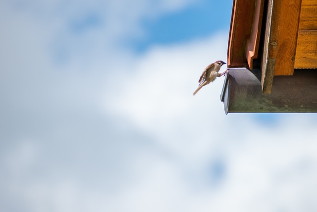 Gutter Cleaning: Unblocking, Maintaining, and Avoiding Common Challenges