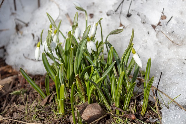 Mastering Gutter Clearing: Safety, Basics, Benefits & Tools