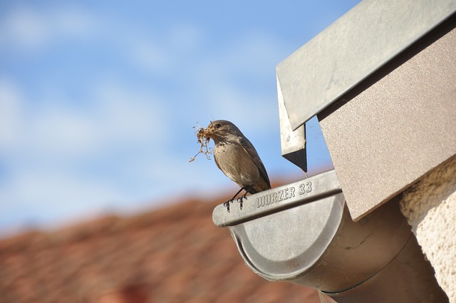 Gutter clearing